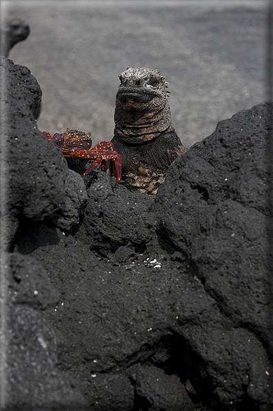 foto Flora e la fauna della Isole Galapagos